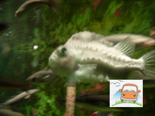 DSCN5296