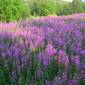 DSCN5526_Alta18
