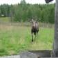 DSCN6006_Bjurholm05