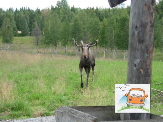 DSCN6006_Bjurholm05