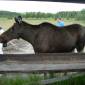 DSCN6013_Bjurholm11