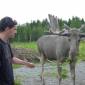 DSCN6038_Bjurholm36