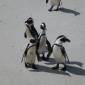 ID83 - Cape Town